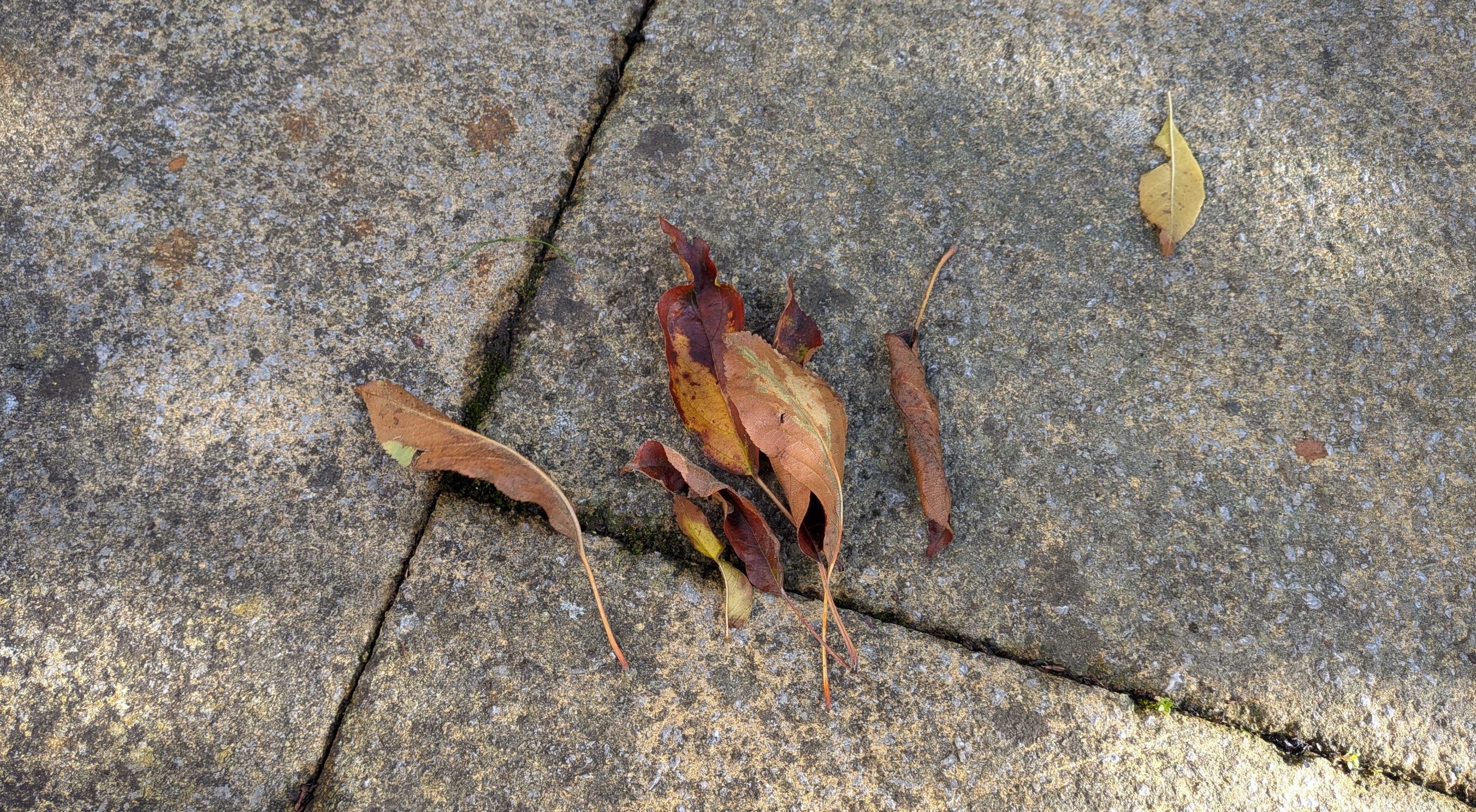 Fall leaves on concrete