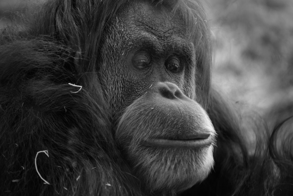 GuruShots - Powerful Black &amp; White Jan 26