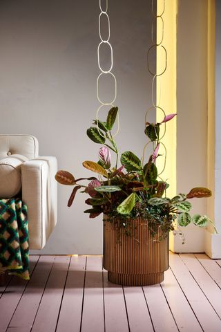 A large prayer plant in a pot next to a sofa
