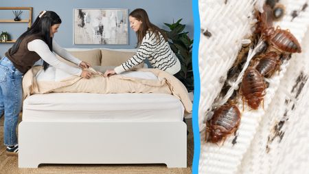 On the left, an image of two women closely inspecting the bedding of a mattress as they make the bed, in our Sleep Lab. On the right, a close up of bed bugs giding in the seams of a mattress