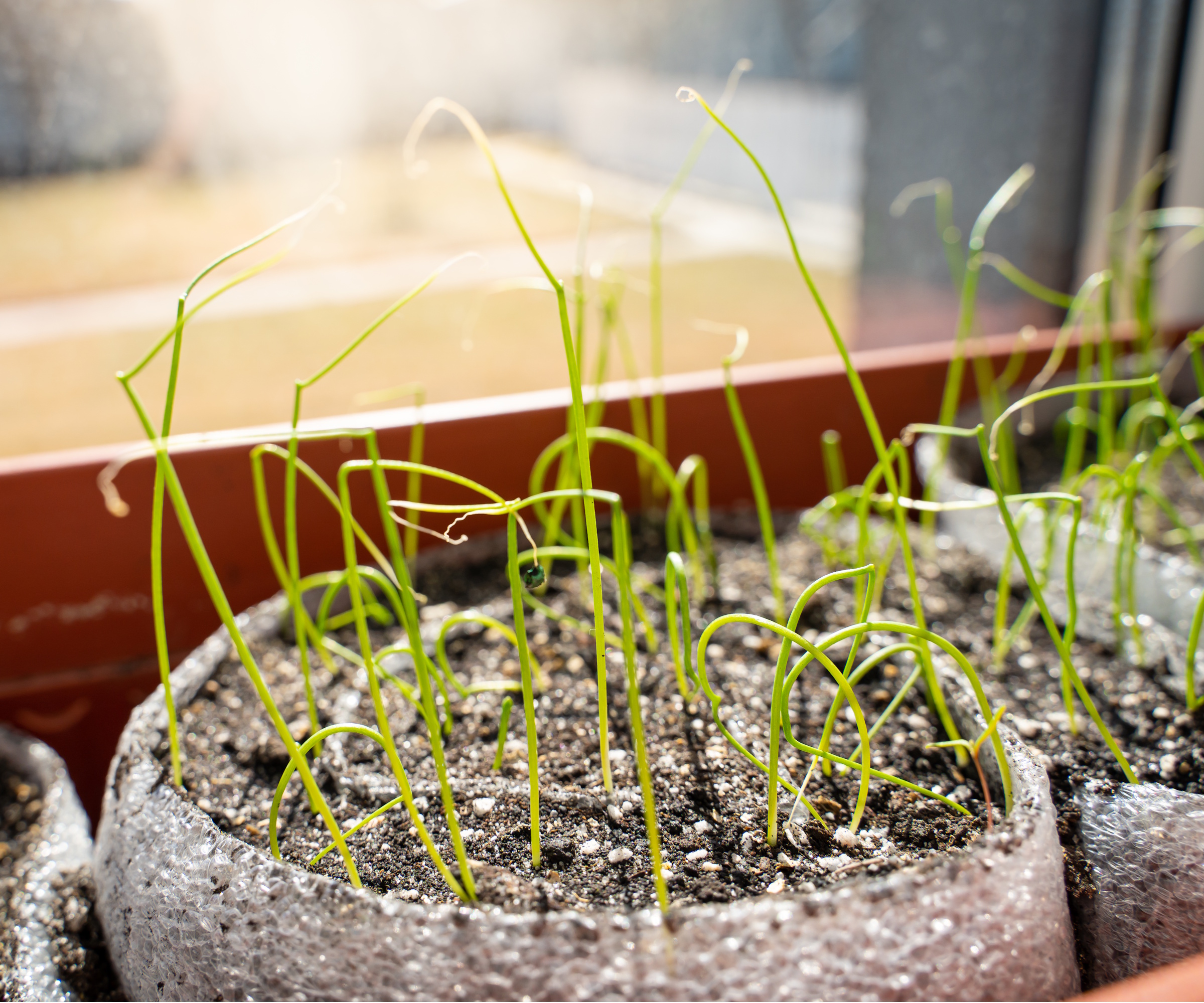 Seed snails on windowsill with seedlings