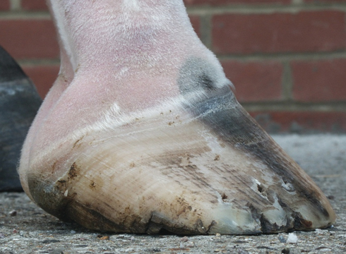 Low heel