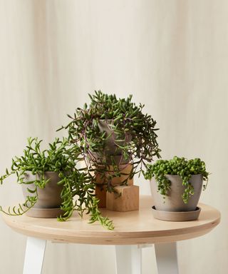 string of succulents in small pots on a table