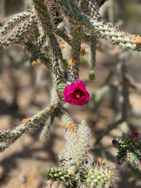 Walking Stick Cholla Cactus