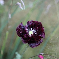 Opium poppy 'Black Paeony' from