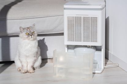how to clean a dehumidifier with a white cat next to it