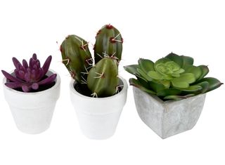 succulents and cactus plants in white pots