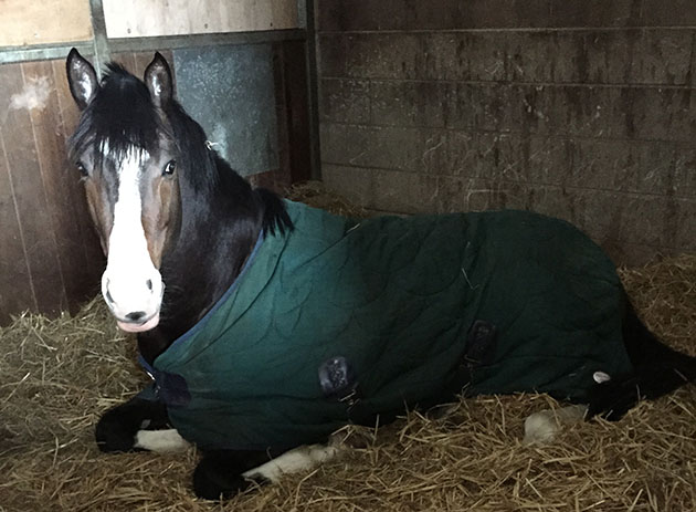 Humus having a snooze