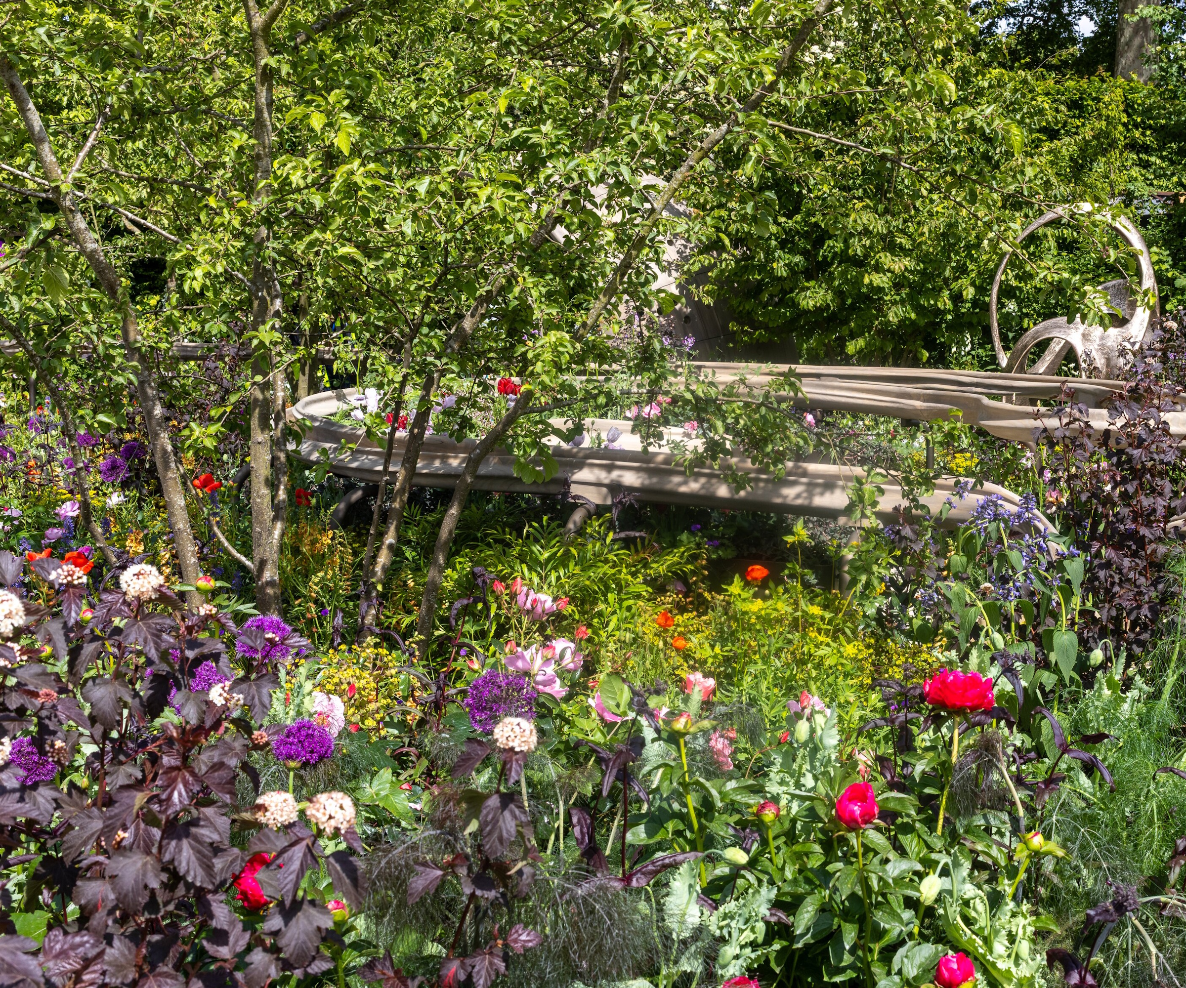 Alliums and peonies in foreground of garden, with curving water rill and lush tree foliage in background