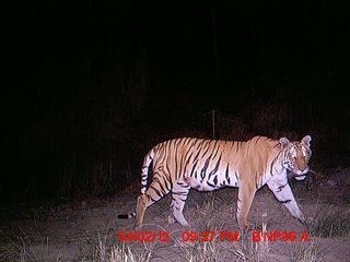 A Bengal tiger photographed by a WWF camera trap near Bardia National Park in Nepal. 