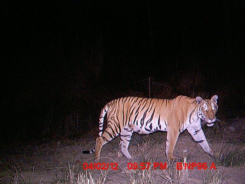 Tiger Population In Nepal Park Doubles In 2 Years Live Science