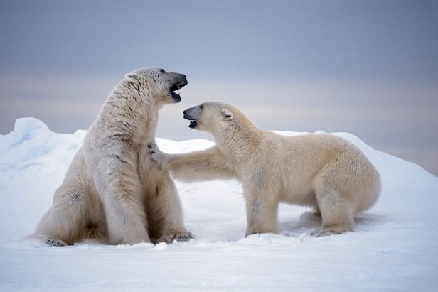 polar-bears