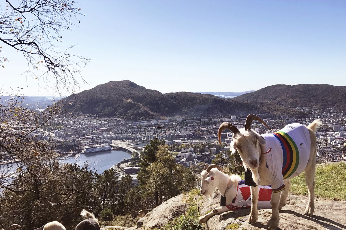There weren't too many mountain goats in Bergen