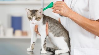 Cat receiving flea treatment