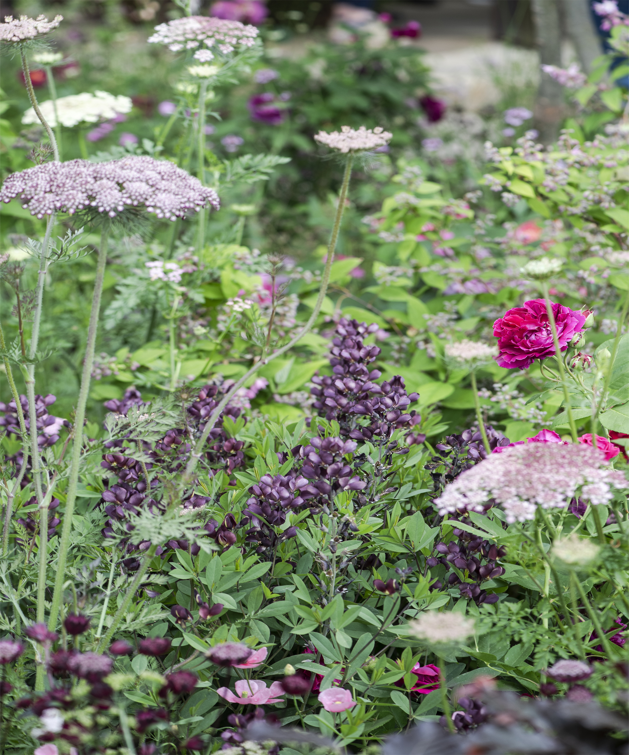 Close up of pink and purple flowering plants