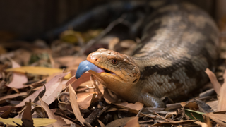 Blue tongue skink sitting on leaves with its blue tongue out, one of the best pet reptiles