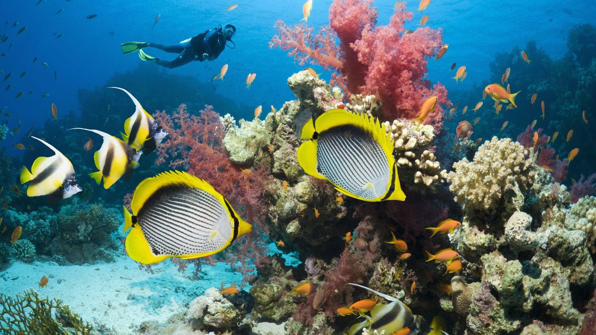 Fish underwater in the Red Sea by corals with a diver swimming in the background