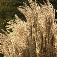 Silver Feather Maiden Grass at Nature Hills