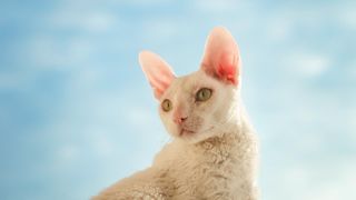 close up of a white Cornish rex cat