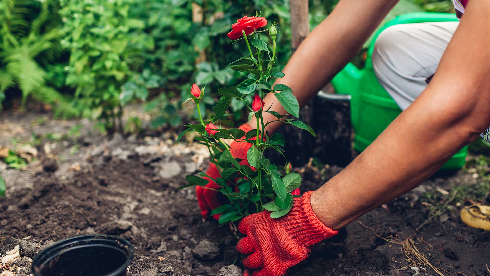 planting a red rose into the ground