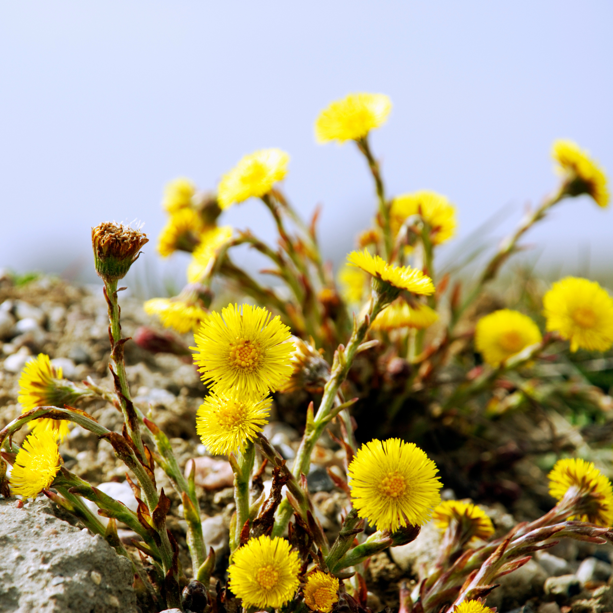 Coltsfoot, Tussilago farfara growing against a blue sky