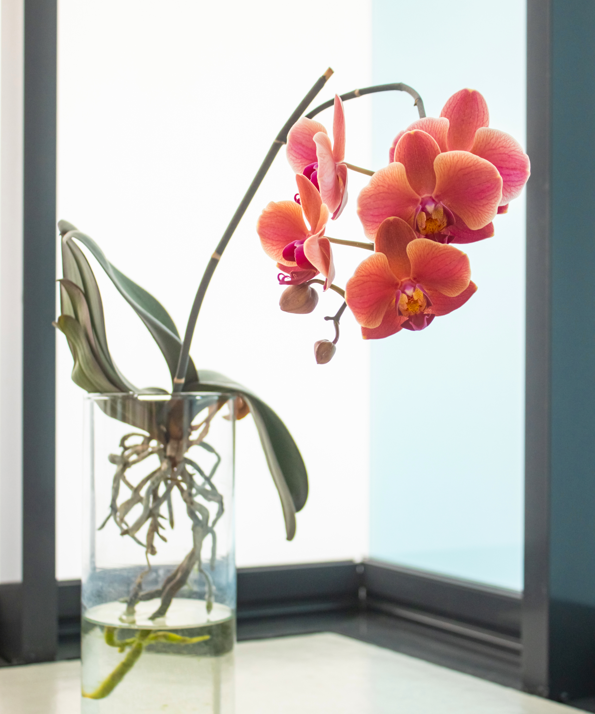 orchid growing in glass of water