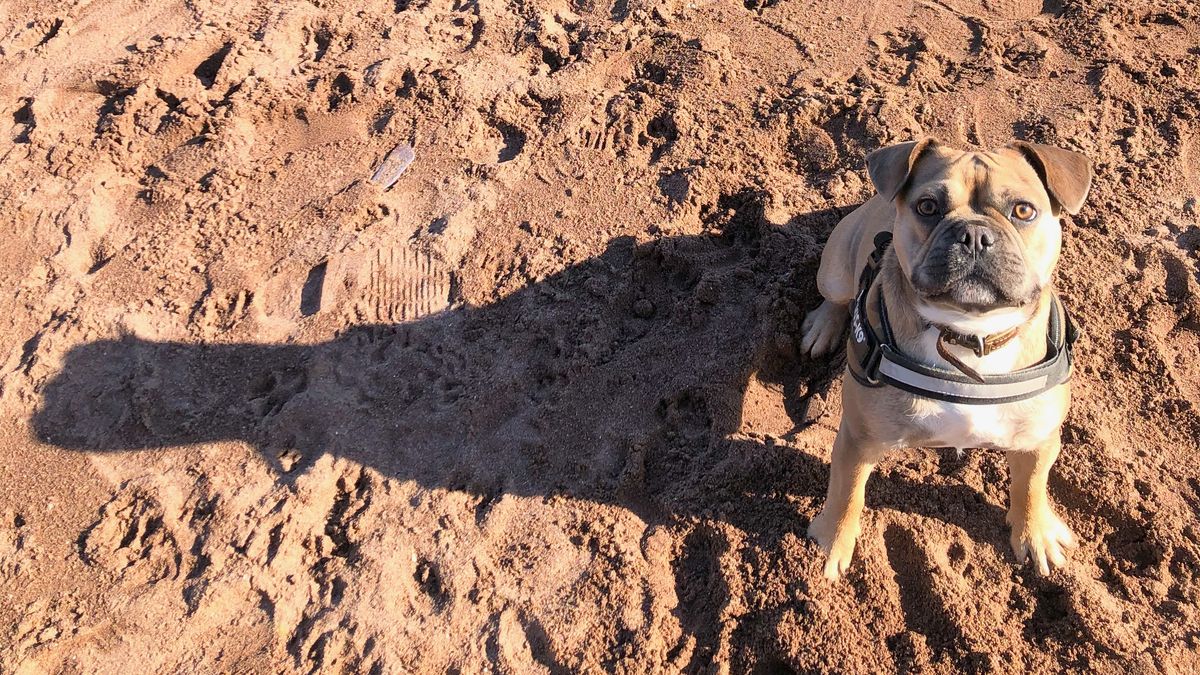 Dog on beach 