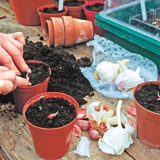 Growing garlic in pots