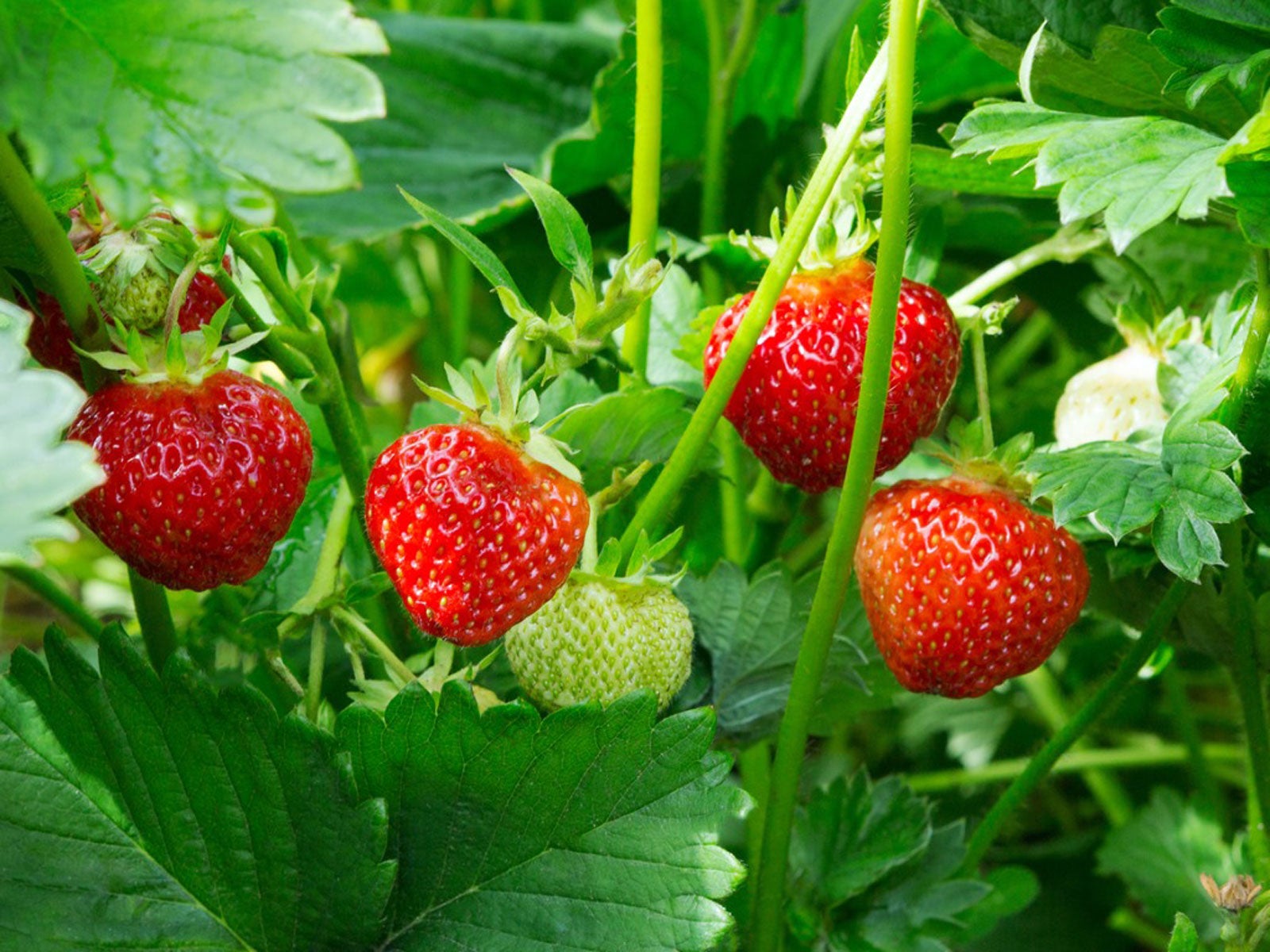 What to Look for When Buying Strawberry Plants  
