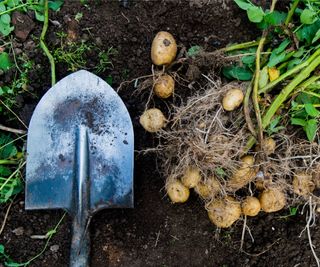 Shovel lays next to a group of freshly harvested potatoes