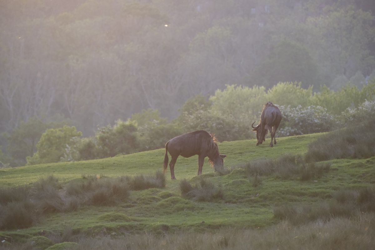 Wildlife photography using animal detection autofocus of the Fujifilm X-T50