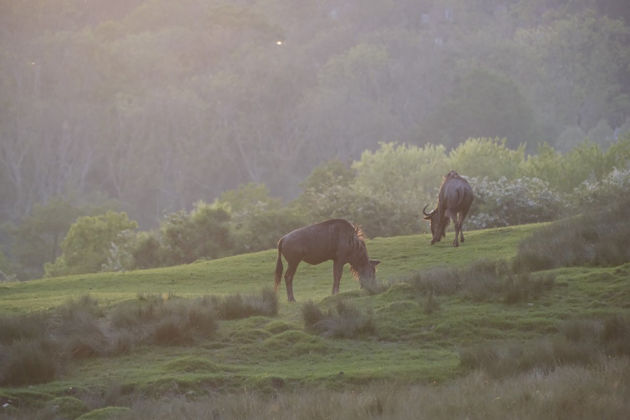 Wildlife photography using animal detection autofocus of the Fujifilm X-T50