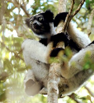 indri lemur of Madagascar