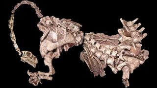 Massospondylus skeleton against a black background