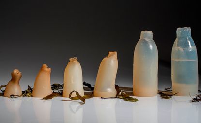 plastic bottles melting near seaweed