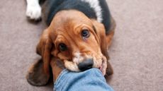Basset hound puppy biting owner&rsquo;s leg