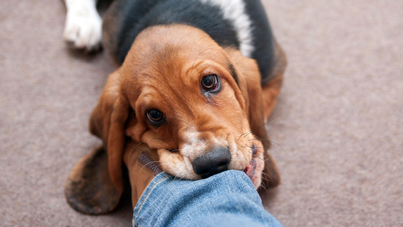 Basset hound puppy biting owner&amp;rsquo;s leg