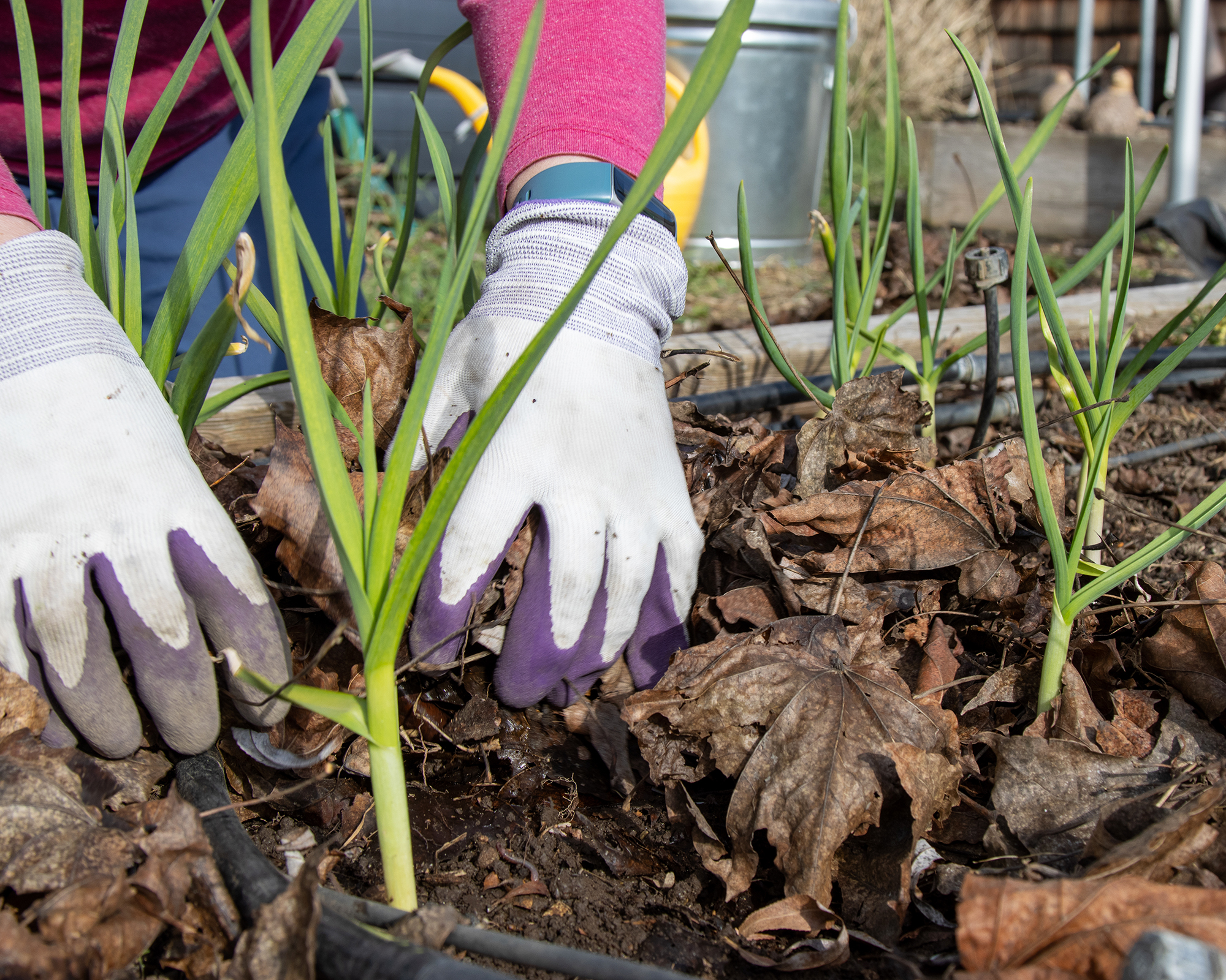 Mulching garlic with leaves
