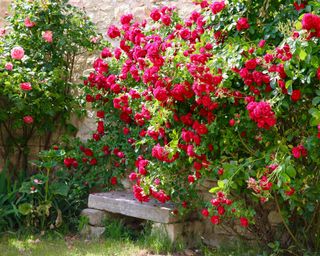 roses and bench