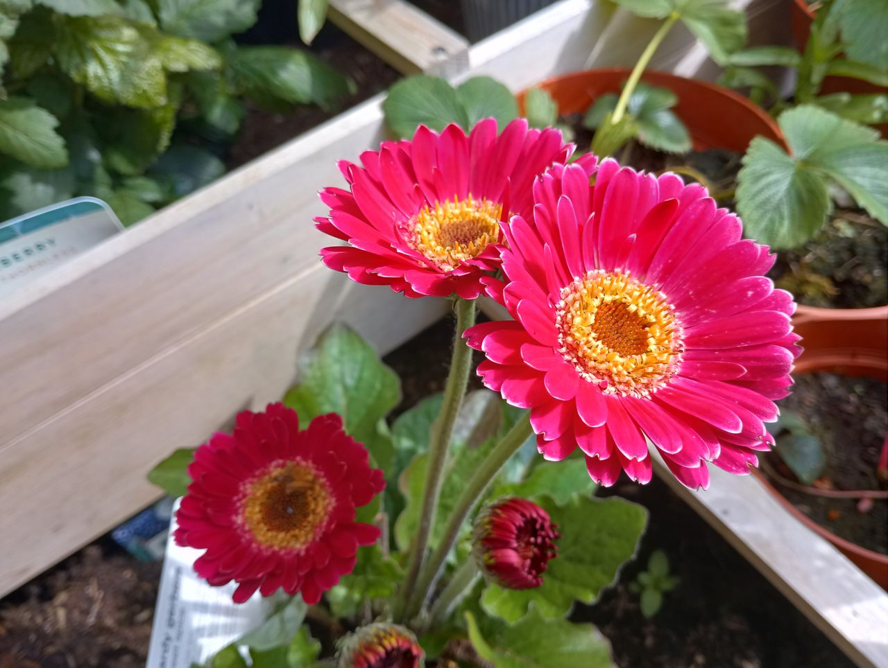 Images taken with Blackview BV9300