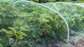 Mesh netting protecting plants from birds