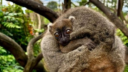 A Greater Bamboo Lemur at Cotswold Wildlife Park and Gardens