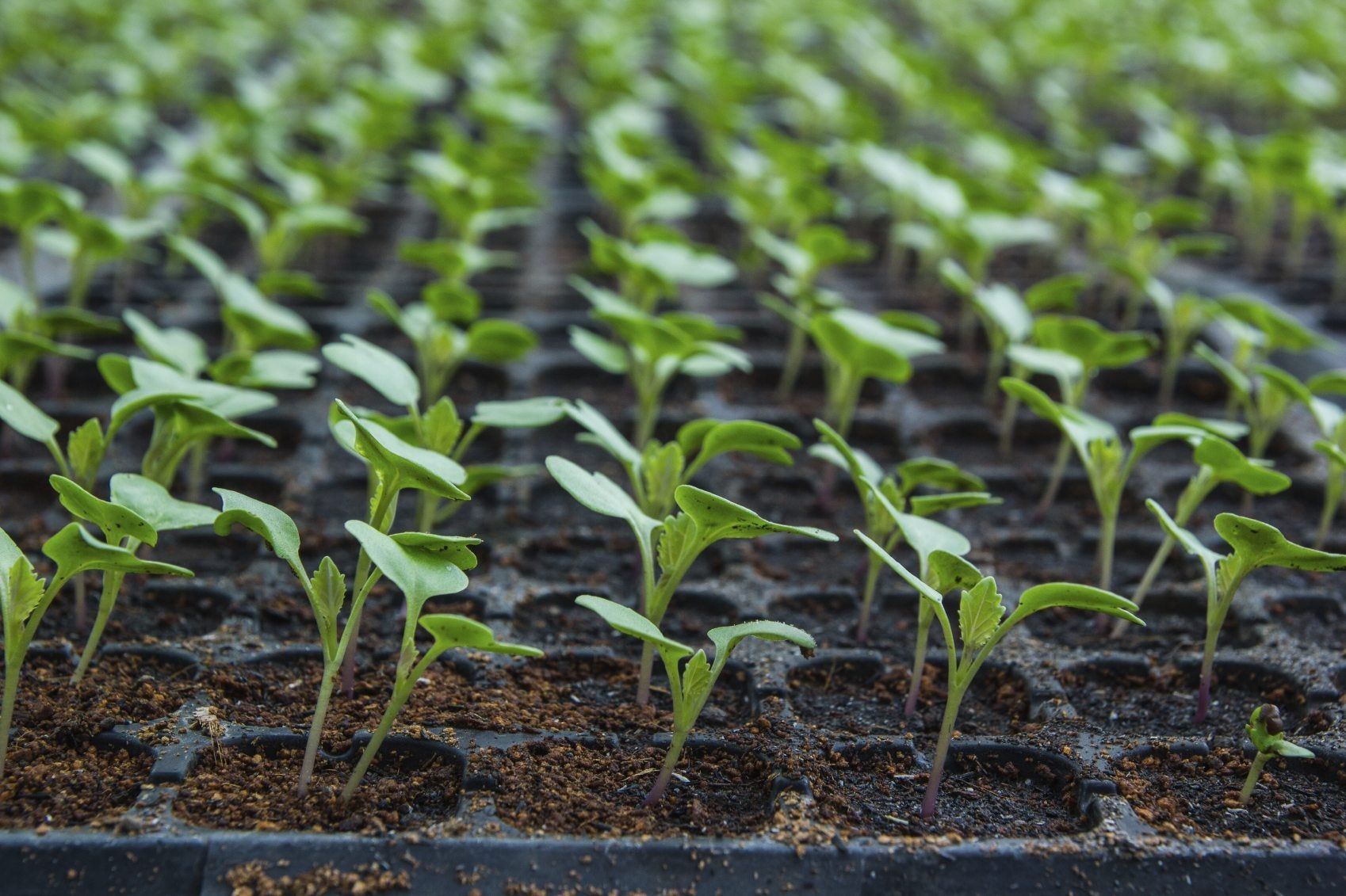 Cauliflower Planting Guide - How To Grow Cauliflower From Seeds ...