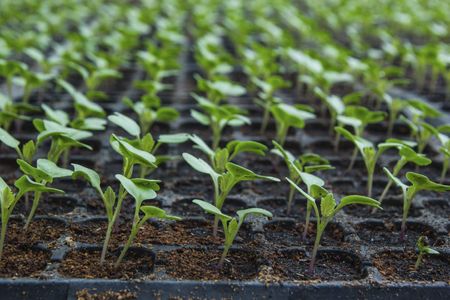 Individually Planted Cauliflower Seeds In Gardening Tray