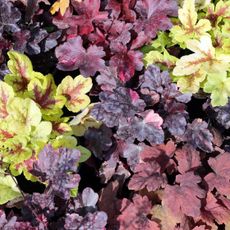 heuchera mixed varieties in overhead display