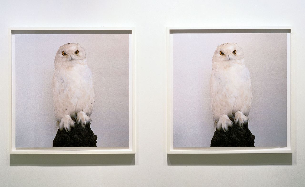 Roni Horn, Dead Owl, 1997 Two iris prints. Courtesy the artist and Hauser &amp; Wirth. Roni Horn