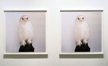 Roni Horn, Dead Owl, 1997 Two iris prints. Courtesy the artist and Hauser & Wirth. Roni Horn