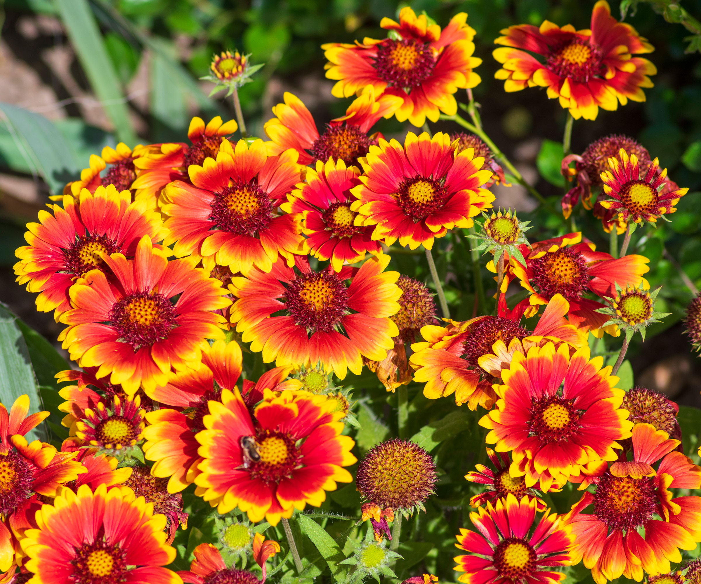 gaillardia flowers with red and yellow petals