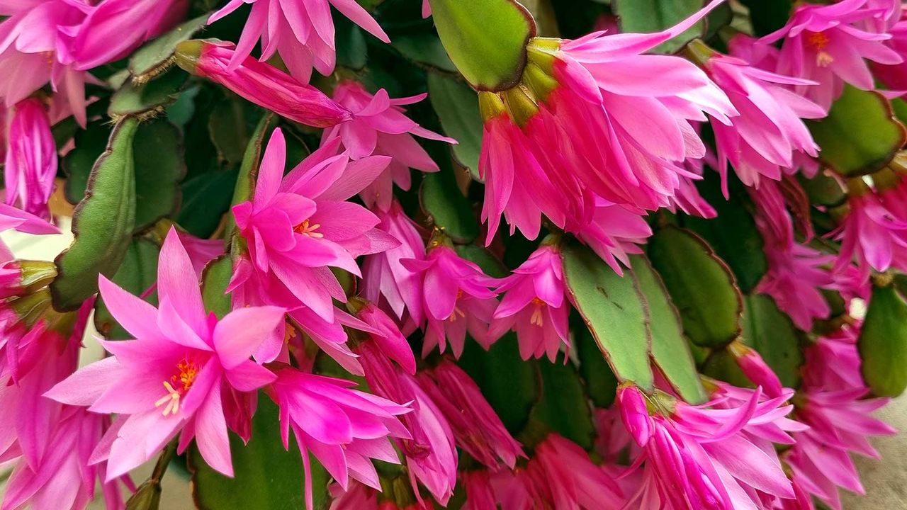 pink Christmas cactus flowers close up