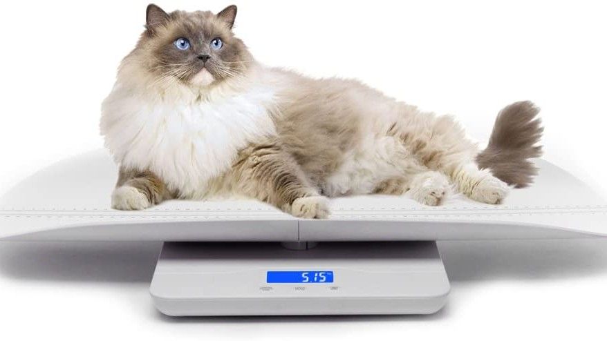 The best scales for pets to monitor weight and progress | PetsRadar